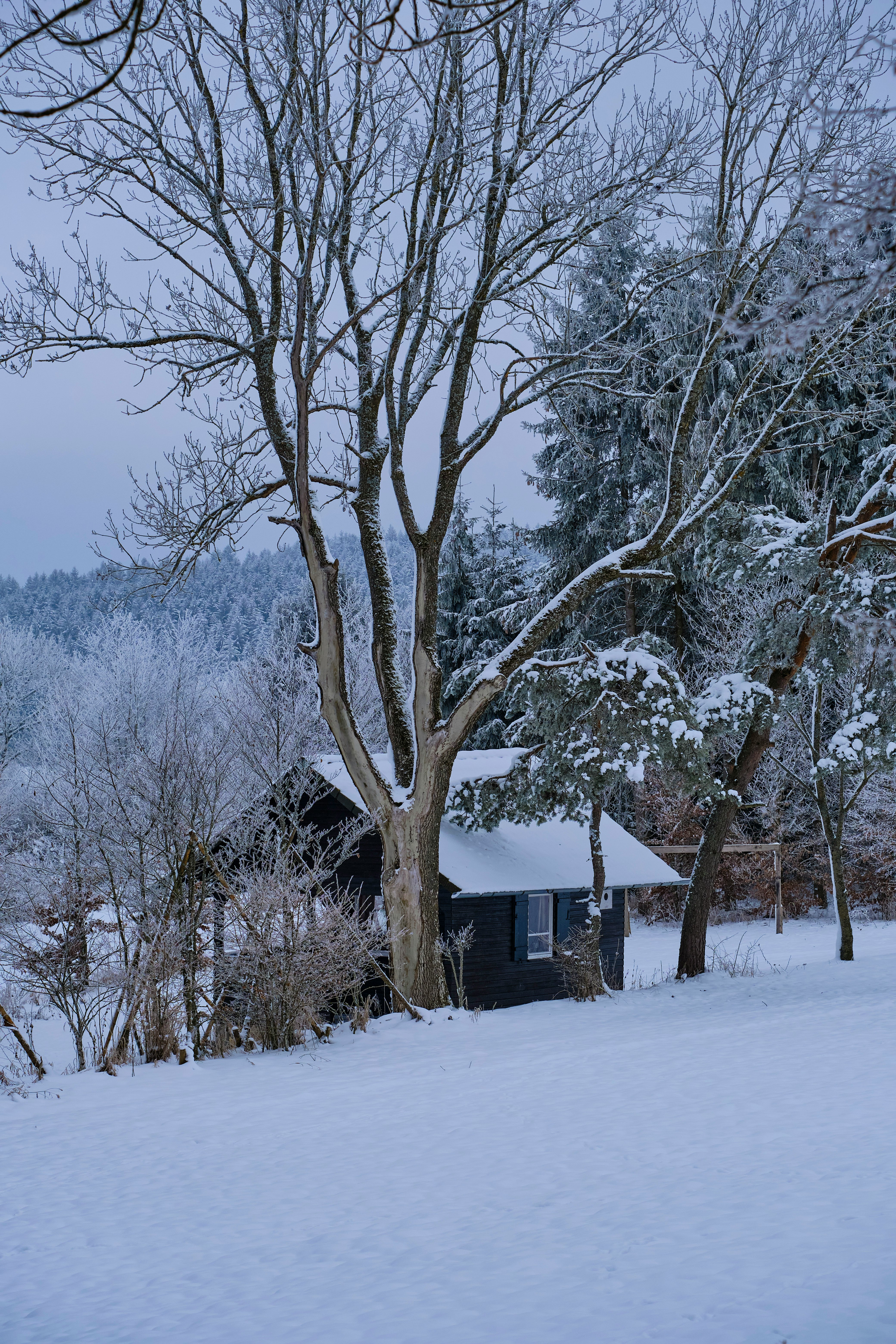 brown bare tree on snow covered ground during daytime